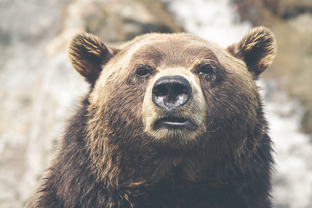 クマ出没が過去最多を更新：テクノロジーで実現する人と野生動物の共生
