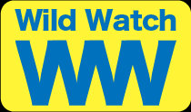 Wild Watch（野生動物管理システム）リリース